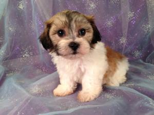 Female Shih tzu Bichon Puppy for sale #2 Born April 20th 2013|Iowa teddy bear Breeders with teddy bears for sale Now!